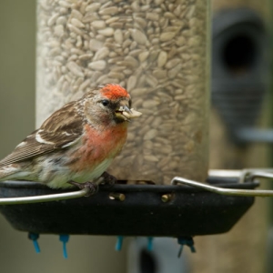 Redwell   June   2016 (61 Of 659).jpg